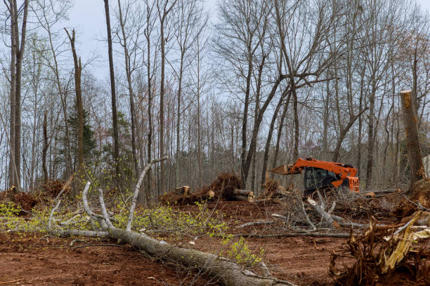 How Our Tree Care Process Works  in  Woodbury Center, CT