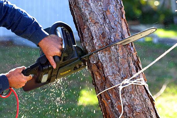 Reliable Woodbury Center, CT Tree Services Solutions